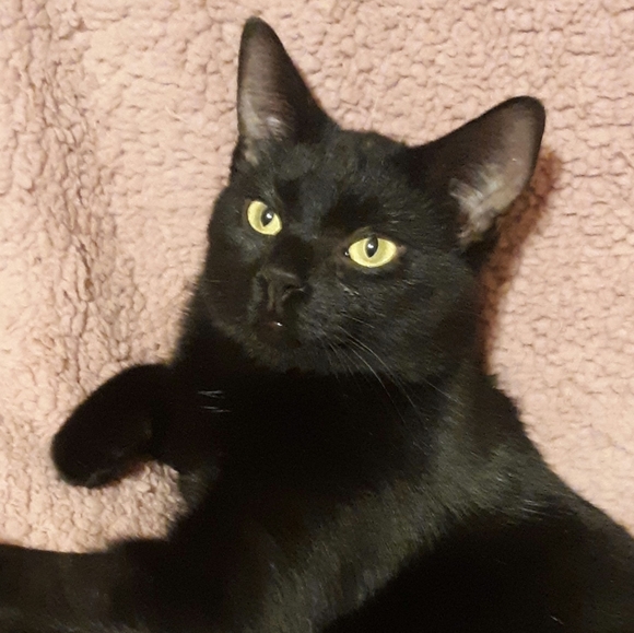 Coco Chanel Love - Picture 5 of 5